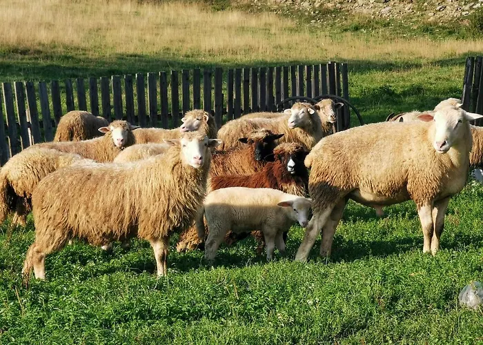 W Gorach Na Wylacznosc